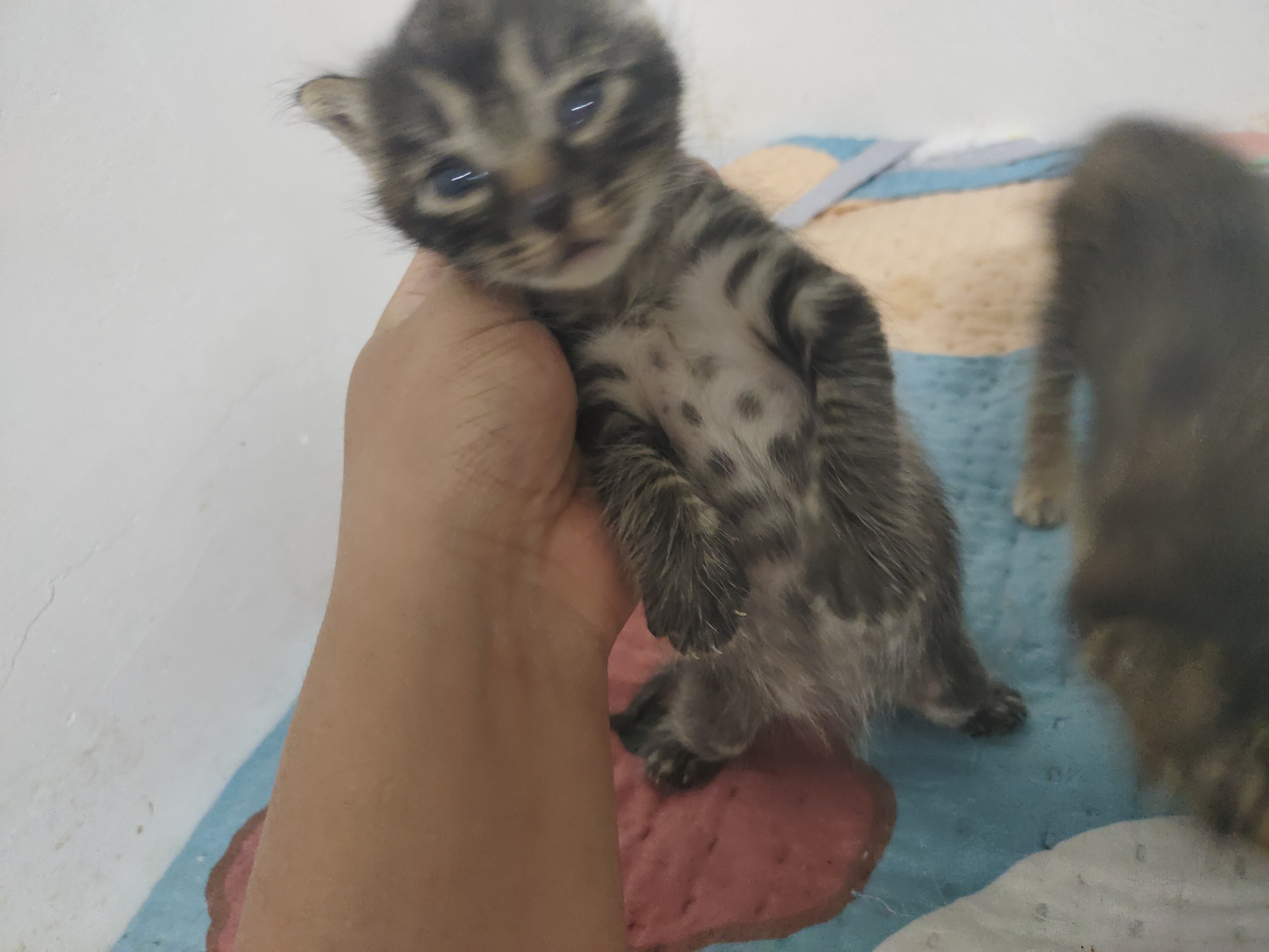 黑色狸花猫